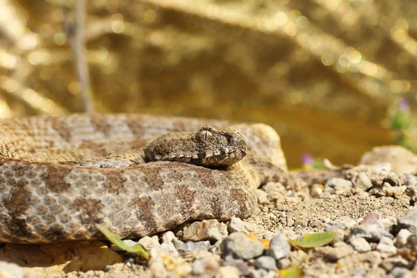 Víbora Europeia Mais Rara Víbora Nariz Aberto Ilha Milos Macrovipera — Fotografia de Stock