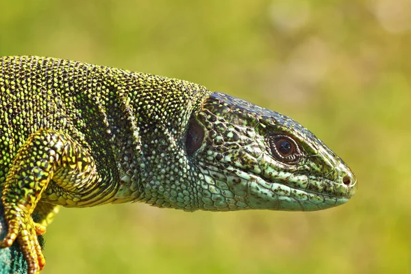 Side View Green Lizard Head Lacerta Viridis — Stock Photo, Image