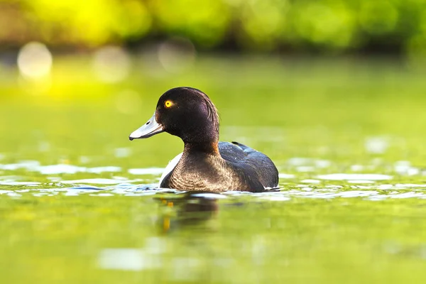 Tufted Duck Water Surface Aythya Fuligula — Stock Photo, Image