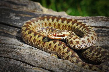 common crossed viper basking in natural habitat ( Vipera berus ); this is the most widespread poisonous european snake clipart
