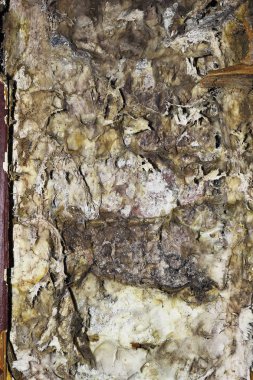 Kuru çürük miselyum (Serpula lacrymans detay )