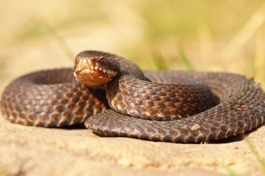 tam uzunlukta Avrupa adder (Vipera berus )