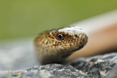 Doğu yavaş solucan (Anguis colchica portresi )