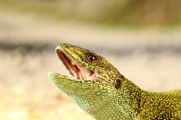 Angry Male Green Lizard Portrait Lacerta Viridis — Stock Photo, Image
