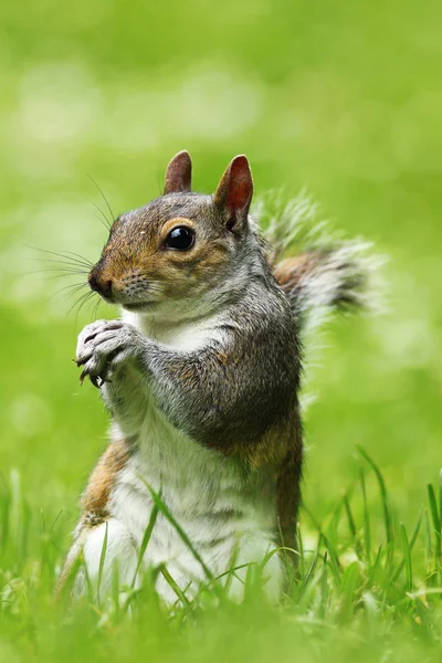 Nieuwsgierig Grijze Eekhoorn Gazon Sciurus Carolinensis — Stockfoto