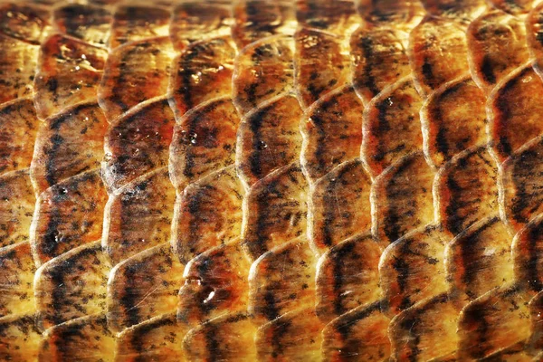 Dettaglio Scale Pseudopus Apodus Immagine Macro Pelle Sheltopusik — Foto Stock