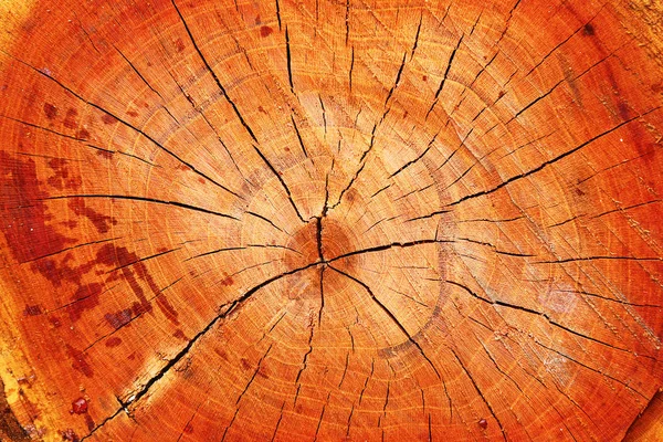 Seção Transversal Toco Árvore Cereja Textura Madeira Com Anéis Anuais — Fotografia de Stock