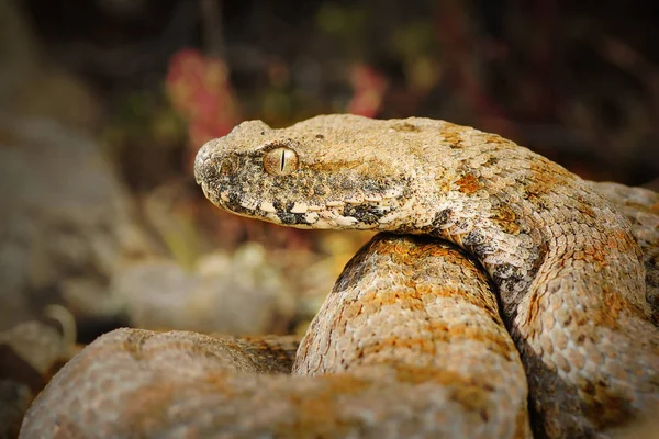 portrait of rarest european venomous snake, the Milos viper ( Macrovipera lebetina schweizeri )