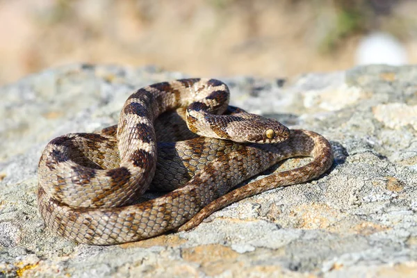 Telescopus Fallax Basking Uma Rocha Cobra Gato Imagem Comprimento Total — Fotografia de Stock