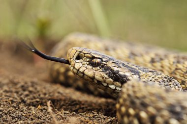 çayır viper (Vipera ursinii rakosiensis yakın çekim )
