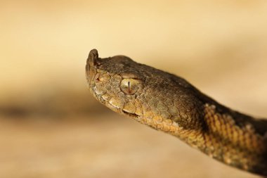 tehlikeli Avrupa burun boynuzlu engerek (Vipera ammodytes Başkanı )