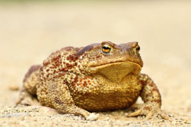 büyük kadın Bufo bufo ortak kahverengi kurbağa