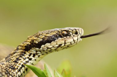 makro portre nadir çayır Viper (Vipera ursinii rakosiensis )