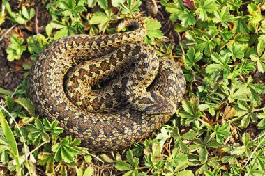 nadir çayır viper Transilvanya (Vipera ursinii rakosiensis gelen )