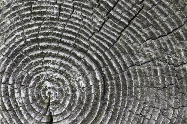 yıllık halkalar eski ahşap kesit Ladin