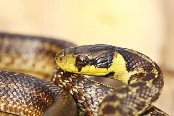 Beautiful Juvenile Aesculapian Snake Zamenis Longissimus — Stock Photo, Image