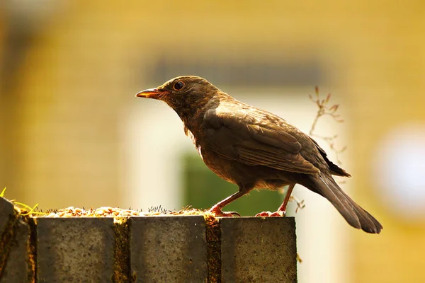 Kos Černý Krásné Světle Turdus Kos Ženské — Stock fotografie