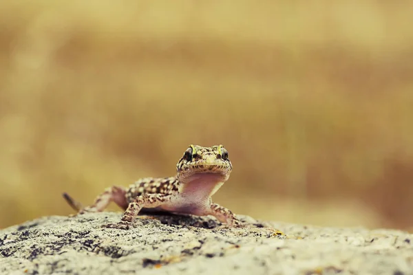 Cute Curious Gecko Standing Top Roc — Stock Photo, Image