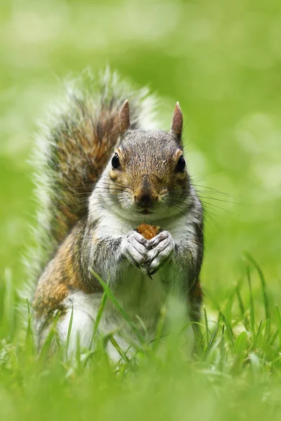 Curiosa Ardilla Gris Lindo Comer Nuez Césped Sciurus Carolinensis — Foto de Stock