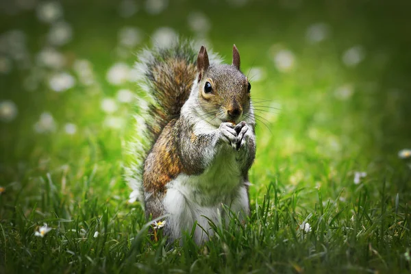 Ładny Szary Wiewiórka Jedzenie Nakrętka Trawniku Sciurus Carolinensis — Zdjęcie stockowe