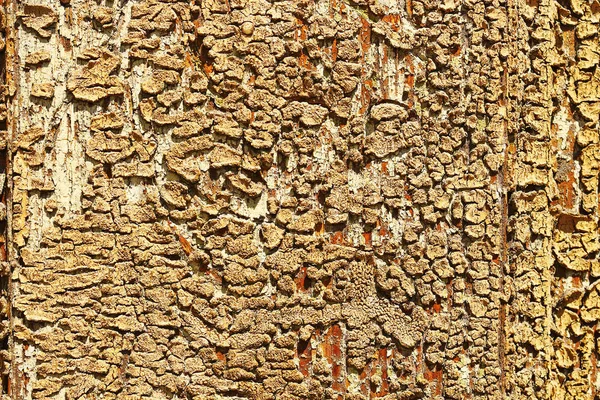 Cracked Beige Oil Paint Wood Surface Weathered Door — Stock Photo, Image