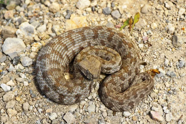 Macrovipera Lebetina Schweizeri Dans Habitat Naturel Serpent Européen Rare Danger — Photo