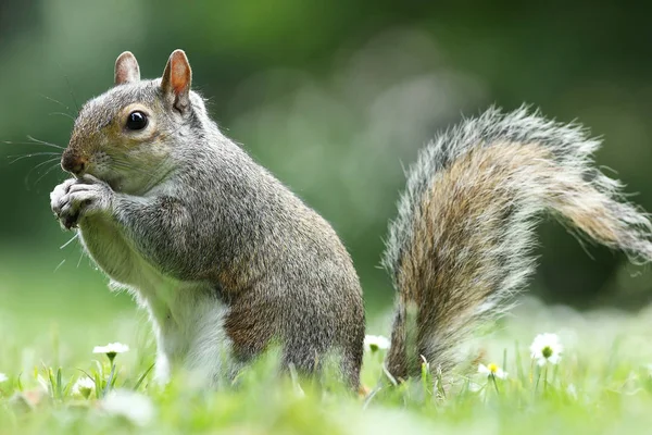 Scoiattolo Grigio Che Mangia Noci Nel Parco Sciurus Carolinensis — Foto Stock