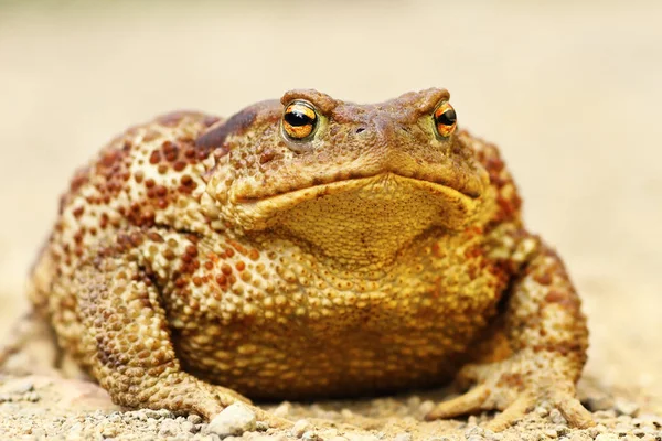 Velká Bufo Bufo Stojící Zemi Evropská Hnědé Ropucha Obecná Samice — Stock fotografie