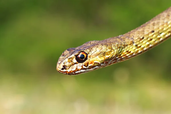 Malpolon Insignitus Detalle Cabeza Retrato Serpiente Montpellier Oriental —  Fotos de Stock