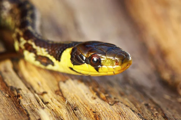 Retrato Juvenil Zamenis Longissimus Bela Cobra Esteculapiana — Fotografia de Stock