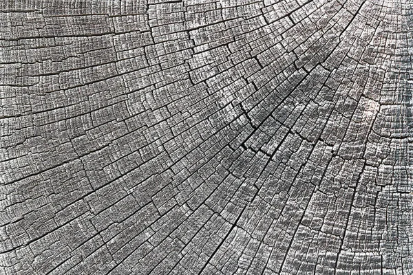 オーク木製セクション あなたの設計のための自然なパターンのテクスチャ — ストック写真