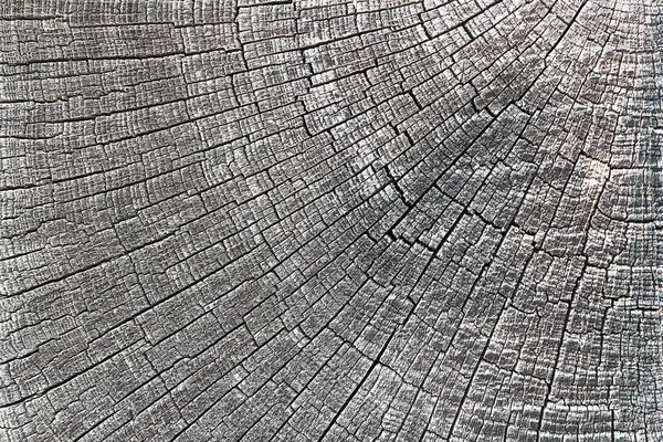 Struttura Della Sezione Legno Quercia Modello Naturale Vostro Disegno — Foto Stock