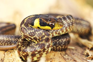 aesculapian snake basking on rotten  wooden stump ( Zamenis longissimus ) clipart