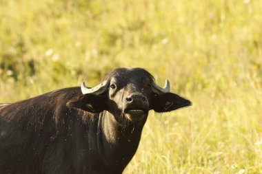 siyah Hint buffalo portre (Bubalus bubalis, yerli manda )