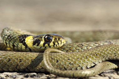 renkli Natrix natrix, ortak Avrupa çim yılan closeup