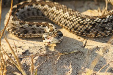 Close-up nadir Moldova çayır viper (Vipera ursinii moldavica )