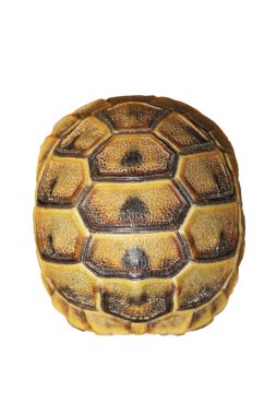Beyaz arka planda (Testudo graeca Yunan TURTOISE kabuk )