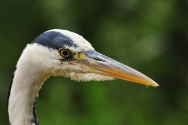 yeşil odak arka plan (Ardea cinerea dışında üzerinde gri balıkçıl portresi )