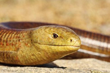 Pseudopus apodus, sheltopusik veya Avrupa bacaksız kertenkele portresi