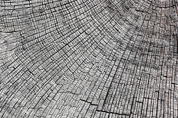 Texture Abstraite Section Transversale Chêne Morceau Bois Altéré Avec Anneaux — Photo