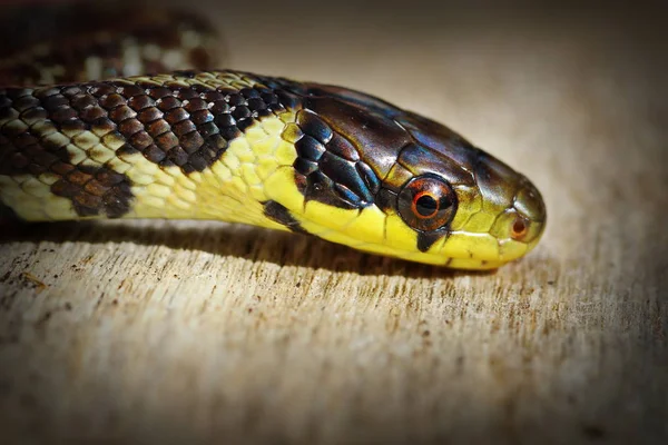 Belo Retrato Cobra Esteculapiana Zamenis Longissimus Juvenil Colorido — Fotografia de Stock
