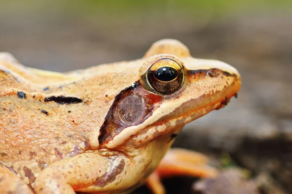 アジャイルカエル Rana Dalmatina のクローズ アップ — ストック写真