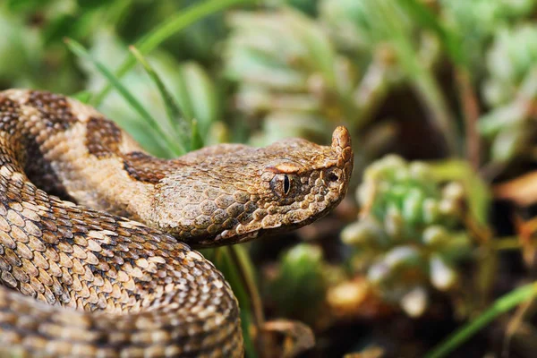 美しくて危険な欧州鼻角状の毒蛇 Vipera イカナゴのクローズ アップ — ストック写真