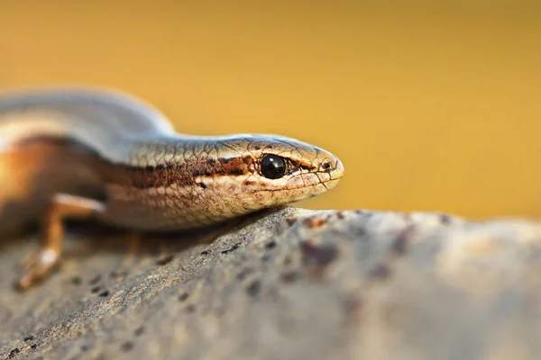 Primer Plano Skink Enebro Macroplano Ablepharus Kitaibelii —  Fotos de Stock