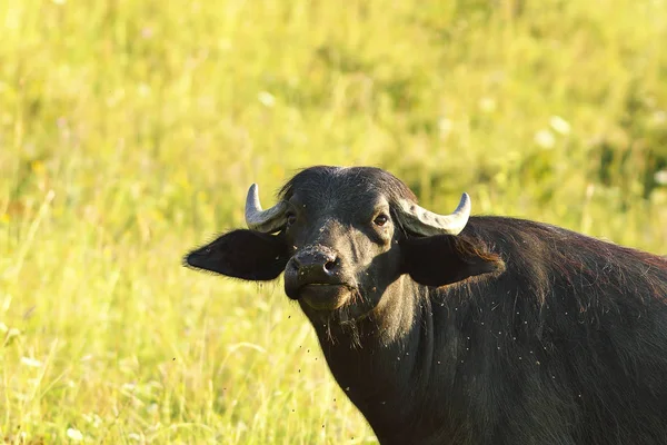 Zbliżenie Ciekawy Buffalo Krajowych Bubalus Bubalis — Zdjęcie stockowe