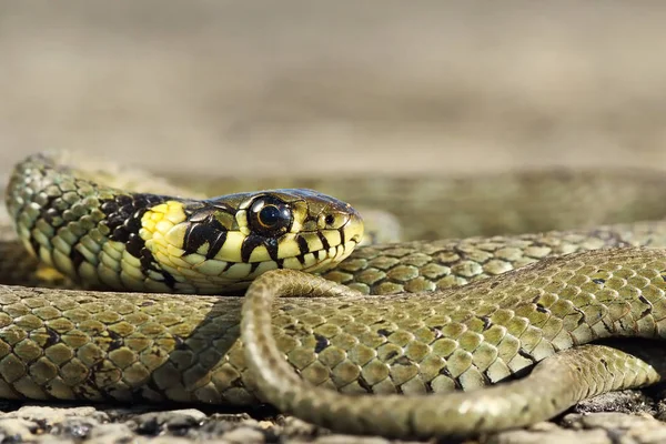 Gros Plan Natrix Natrix Colorée Serpent Herbe Commune Européenne — Photo