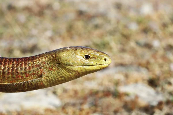 Close Pseudopus Apodus European Eastern Legless Lizard — Stock Photo, Image