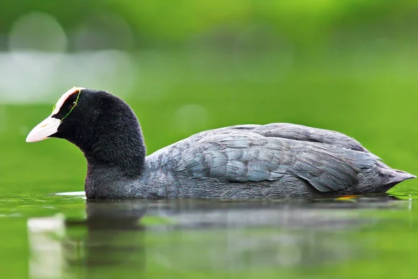 Gemensamma Sothöna Flyter Sjön Yta Fulica Atra — Stockfoto