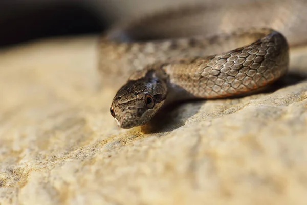 Coronella Austriaca Mirando Cámara Serpiente Lisa Europea Común —  Fotos de Stock