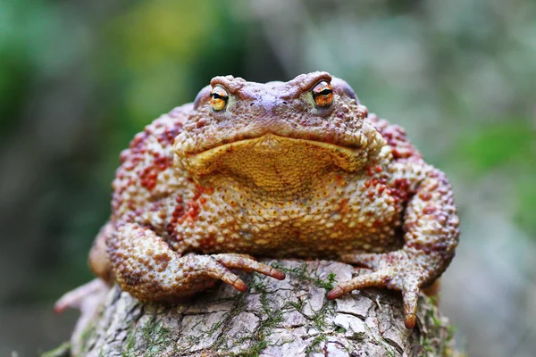 Mignon Crapaud Brun Commun Debout Sur Souche Bufo Bufo — Photo